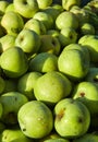 Lots of fresh raw apples. Green large apples of Granny Smith variety, freshly picked from garden trees. Large background or splash
