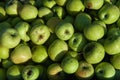 Lots of fresh raw apples. Green large apples of Granny Smith variety, freshly picked from garden trees. Large background or splash Royalty Free Stock Photo