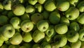 Lots of fresh raw apples. Green large apples of Granny Smith variety, freshly picked from garden trees. Large background or splash Royalty Free Stock Photo