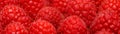 Lots of fresh ripe juicy red raspberries. Panoramic fruit background Royalty Free Stock Photo