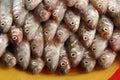Lots of fresh smelt fish on white plate, Gutted fish Royalty Free Stock Photo