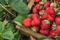 Full fresh strawberry basket. Strawberry farm wooden box with berry Royalty Free Stock Photo