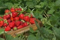 Full fresh strawberry basket. Strawberry farm wooden box with berry Royalty Free Stock Photo