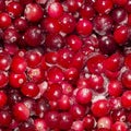 Lots of frozen cranberries. Seamless background, texture of berries.