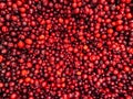 Lots of ripe fruit red berries to eat like a background Royalty Free Stock Photo