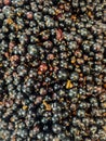 Lots of ripe fruit sweet blackcurrants for cooking as a background Royalty Free Stock Photo