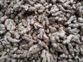 Lots of ginger. A lot of Ginger Root. Ginger harvest. Ginger root food background. closeup photo / top view