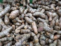 Lots of ginger. A lot of Ginger Root. Ginger harvest. Ginger root food background. closeup photo / top view