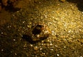 Lots of golden silver copper coins penny euro money in pond fountain under the water. A touristic tradition to make a Royalty Free Stock Photo