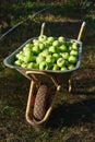 Lots of Granny Smith green apples in big iron garden wheelbarrow with one wheel and two handles. Collect fresh fruit from garden, Royalty Free Stock Photo