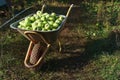 Lots of Granny Smith green apples in big iron garden wheelbarrow with one wheel and two handles. Collect fresh fruit from garden, Royalty Free Stock Photo