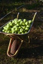 Lots of Granny Smith green apples in big iron garden wheelbarrow with one wheel and two handles. Collect fresh fruit from garden, Royalty Free Stock Photo