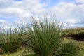 Tussocks on mountain plateau