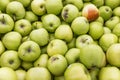 Lots of green apples for a box in the market. Background. Space for text Royalty Free Stock Photo