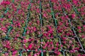 Lots of green boxes with magenta-colored petunias