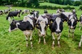 Lots of green grass to graze on. High angle shot of a herd of cattle grazing on a dairy farm.