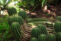 Lots of green large beautiful natural original curved cactus growing on the ground in a park