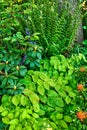 Lots of green plants in a dense garden. Nature landscape of vibrant leaves with different flowering plants in an eco Royalty Free Stock Photo