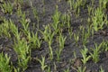 Lots of green small shoots on gray ground