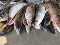 lots of grey mullet mugil cephalus fish arranged in fish market for sale