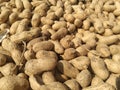 Lots of fresh Groundnuts closeup in sunlight