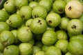 Lots of guava Royalty Free Stock Photo