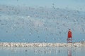 Lots of Gulls