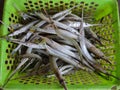 lots of half beak spipe fish in a green platic basket for sale in indian fish market