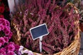 Lots of heather flower in the basket with the chrysanthemum flowers at the seasonal autumn market. Royalty Free Stock Photo