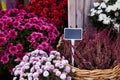 Lots of heather flower in the basket with the chrysanthemum flowers at the seasonal autumn market. Royalty Free Stock Photo