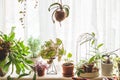 Lots of House plants growing in pots on windowsill Royalty Free Stock Photo