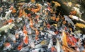 Lots of japanese orange and red carp fish in the pond Royalty Free Stock Photo