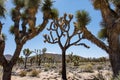 Natural frame of Joshua Trees in the Mojave Desert of California Royalty Free Stock Photo