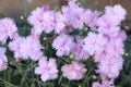 Lots of large beautiful pink flower. Home garden Royalty Free Stock Photo