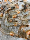 Lots of large chilled shrimp on ice