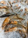 Lots of large chilled shrimp on ice