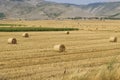 Lots of large round hay bales on dry harvested paddock flat. Royalty Free Stock Photo
