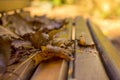 Details of brown autumn leaves on a bench. Royalty Free Stock Photo