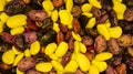 Lots of legumes, photo of beans for background