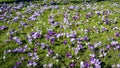 Lots of light and dark purple crocuses blooming in spring in the park Hofgarten, Dusseldorf, Germany. Violet blooming crocuses Royalty Free Stock Photo