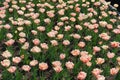 Lots of light pink double-flowered tulips in April Royalty Free Stock Photo