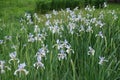 Lots of light violet flowers of irises Royalty Free Stock Photo