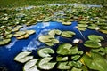 Lots of lilypads on a lake Royalty Free Stock Photo