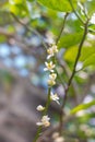 Lots lime flowers, lemon blossom on tree among green leaves, on bright sunlight, on blurred background Royalty Free Stock Photo