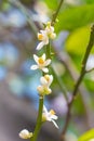 Lots lime flowers, lemon blossom on tree among green leaves, on bright sunlight, on blurred background Royalty Free Stock Photo