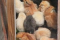 Lots of little baby cickens