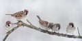 Lots of little birds sitting on a branch during a snowfall