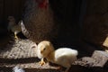 Lots of little chicks with their mama chicken in a cale at the a Royalty Free Stock Photo