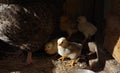 Lots of little chicks with their mama chicken in a cale at the a Royalty Free Stock Photo