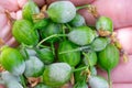 Lots of little gooseberry berries on palm with Powdery mildew fungi plant desease Royalty Free Stock Photo